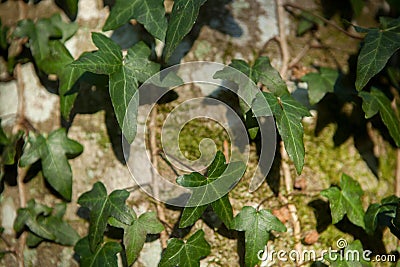 Ivy leafs details with a ray of sunlight Stock Photo