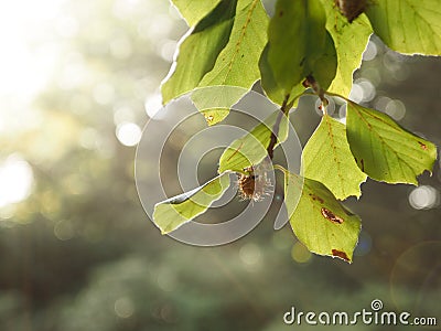 Close up of a beechnut in backlight Stock Photo