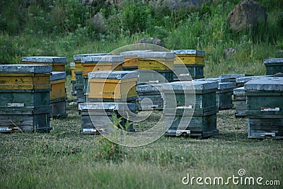 A close-up of beehives Stock Photo