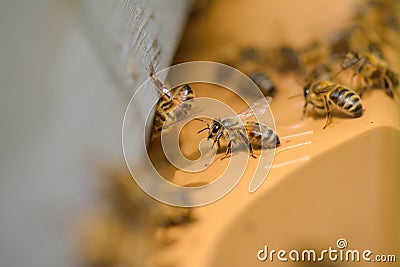 close up bees in hive Stock Photo