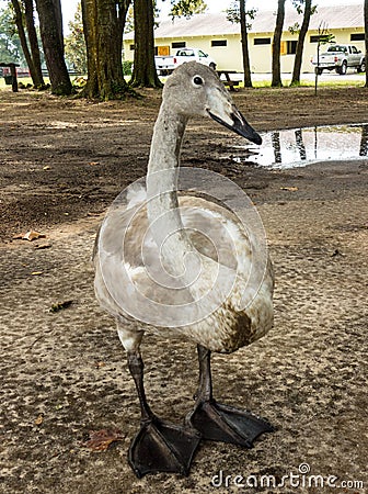 A close-up of a beguiling trumpeter swan in the summertime Stock Photo