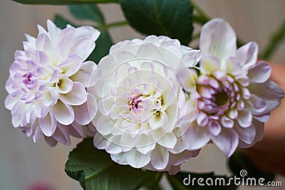 three flowers Close up of a beige and pink Dahlia flower Stock Photo