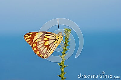 Belenois aurota , The pioneer white butterfly in blue background Stock Photo
