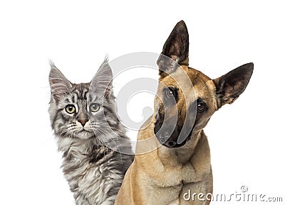 Close-up of a Belgian Shepherd Dog and a cat Stock Photo