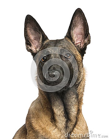 Close-up of a Belgian Shepherd Dog Stock Photo