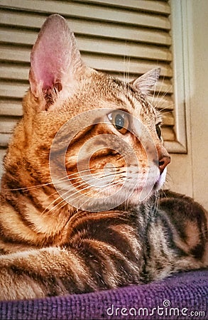 close-up of a bengal cat, side-facing Stock Photo