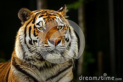 Close-up from a Bengal tiger Stock Photo