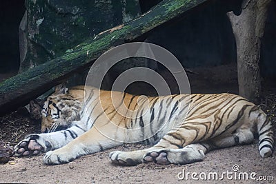 Close up bengal tiger is sleep and beautiful animal Stock Photo