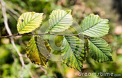 Close-up of Betula birch leaves during autumn Stock Photo