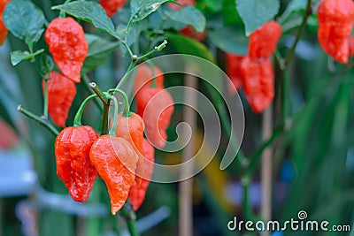 bhut jolokia in garden. Ghost chili pepper very hot in the world Stock Photo