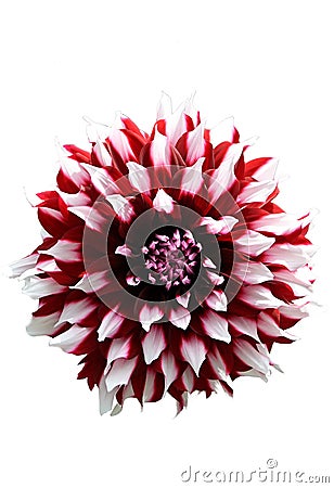 Close-up of bicolor red white Dahlia isolated on white background Stock Photo