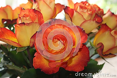 Close up of bicolor red and yellow High and Magic Roses Stock Photo