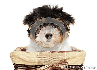 Close-up of a Biewer Terrier puppy in basket Stock Photo