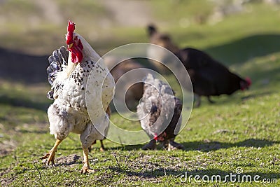 Close-up of big beautiful white well fed rooster proudly guarding flock of hens feeding in green grass on bright sunny day on blu Stock Photo