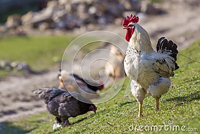 Close-up of big beautiful white well fed rooster proudly guarding flock of hens feeding in green grass on bright sunny day on blu Stock Photo