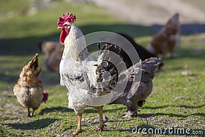 Close-up of big beautiful white well fed rooster proudly guarding flock of hens feeding in green grass on bright sunny day on blu Stock Photo