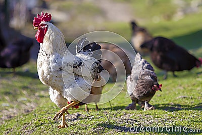 Close-up of big beautiful white well fed rooster proudly guarding flock of hens feeding in green grass on bright sunny day on blu Stock Photo