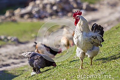 Close-up of big beautiful white well fed rooster proudly guarding flock of hens feeding in green grass on bright sunny day on blu Stock Photo