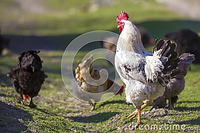Close-up of big beautiful white well fed rooster proudly guarding flock of hens feeding in green grass on bright sunny day on blu Stock Photo