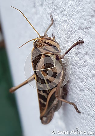 close up on a big brown grasshopper on a white wall Stock Photo