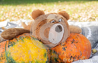 Close up a big brown teddy bear toy with expressive look holds two huge orange pumpkins. Autumn, Halloween and Thanksgiving Stock Photo