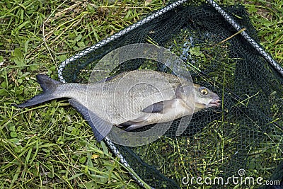 Big caught fish, bream in fisherman`s nets in grass. Concept of successful fishing, luck, fortune, success, active rest Stock Photo