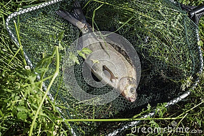 Big caught fish, bream in fisherman`s nets in grass. Concept of successful fishing, luck, fortune, success, active rest Stock Photo