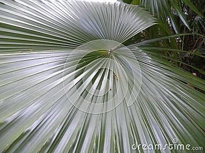 Big dark green color leaf of Florida silver palm plant Stock Photo
