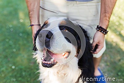 Close up of a big dog with is tonge out and a man behind Stock Photo