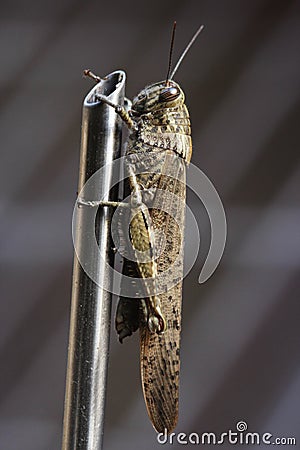 Close up of big grasshopper sitting on a on metal wire Stock Photo