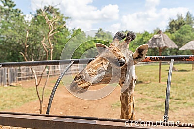 A big head giraffe Stock Photo