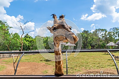 A big head giraffe Stock Photo