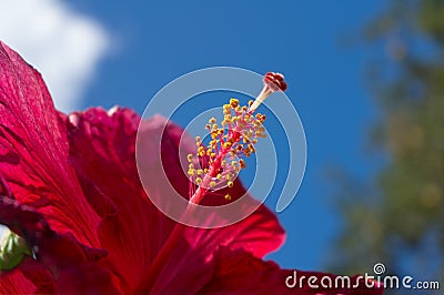 Close up of big hibiscus, Chinese rose flower in the garden Stock Photo