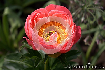 Close up of big pink peony Coral Charm flowers in the garden. Beautiful perennial blooming shrub. Stock Photo