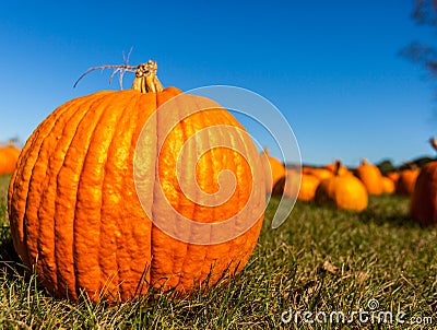 Close up of a big pumpkin in a field with blurred pumpkins in the background/pumpkin patch Stock Photo