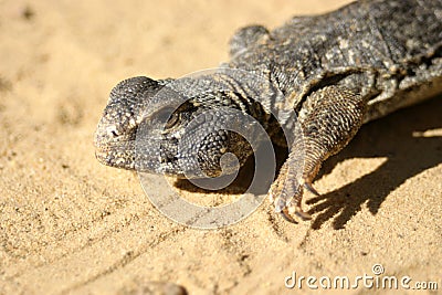 Close up of a big reptile somewhere in the sahara tunisia Stock Photo