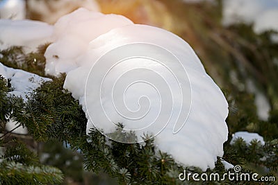 Close up the big snow white on the pine leaves with sunrise background. Winter season concept Stock Photo