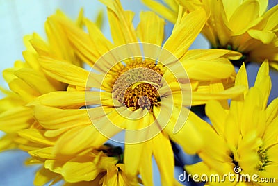 Close-up big yellow beautiful flower. Stock Photo