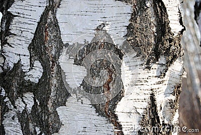 Birch bark Stock Photo