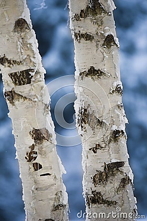 Close-up Of Birch Tree Trunks Stock Photo