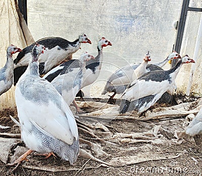 Guinea fowls Stock Photo