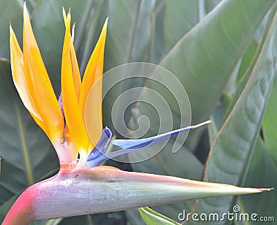 Close up of a bird of paradise. Stock Photo