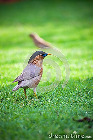 Close up of a bird standing in the garden Stock Photo