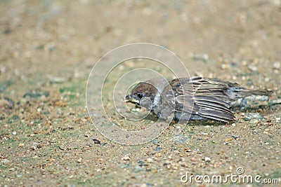 Birds fall from the nest on the tree,Sparrow bird on the ground Stock Photo