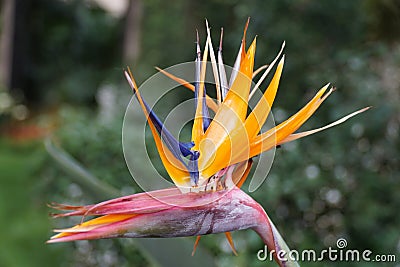 Close up of the 'Birds of Paradise' flowering plant Stock Photo