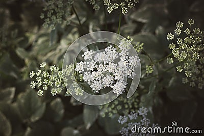 Close up of Bishops Weed white flower blooms foliage Stock Photo