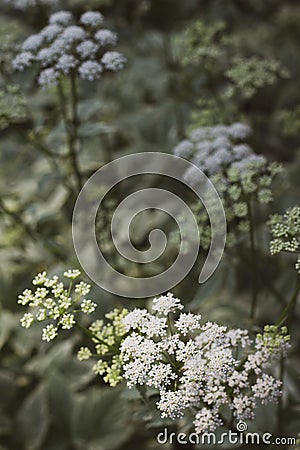 Close up of Bishops Weed white flower blooms foliage Stock Photo