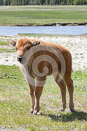 Close Up of Bison Calf Stock Photo