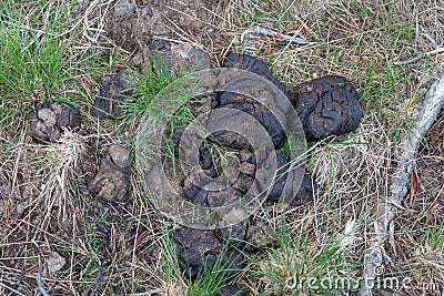 Close up of bison poop in the grass at Yellowstone National Park Stock Photo