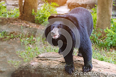 Close up of black bear in summer forest Stock Photo
